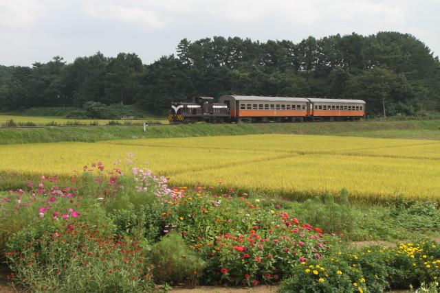 津軽鉄道  実りの秋と 旧型客車2