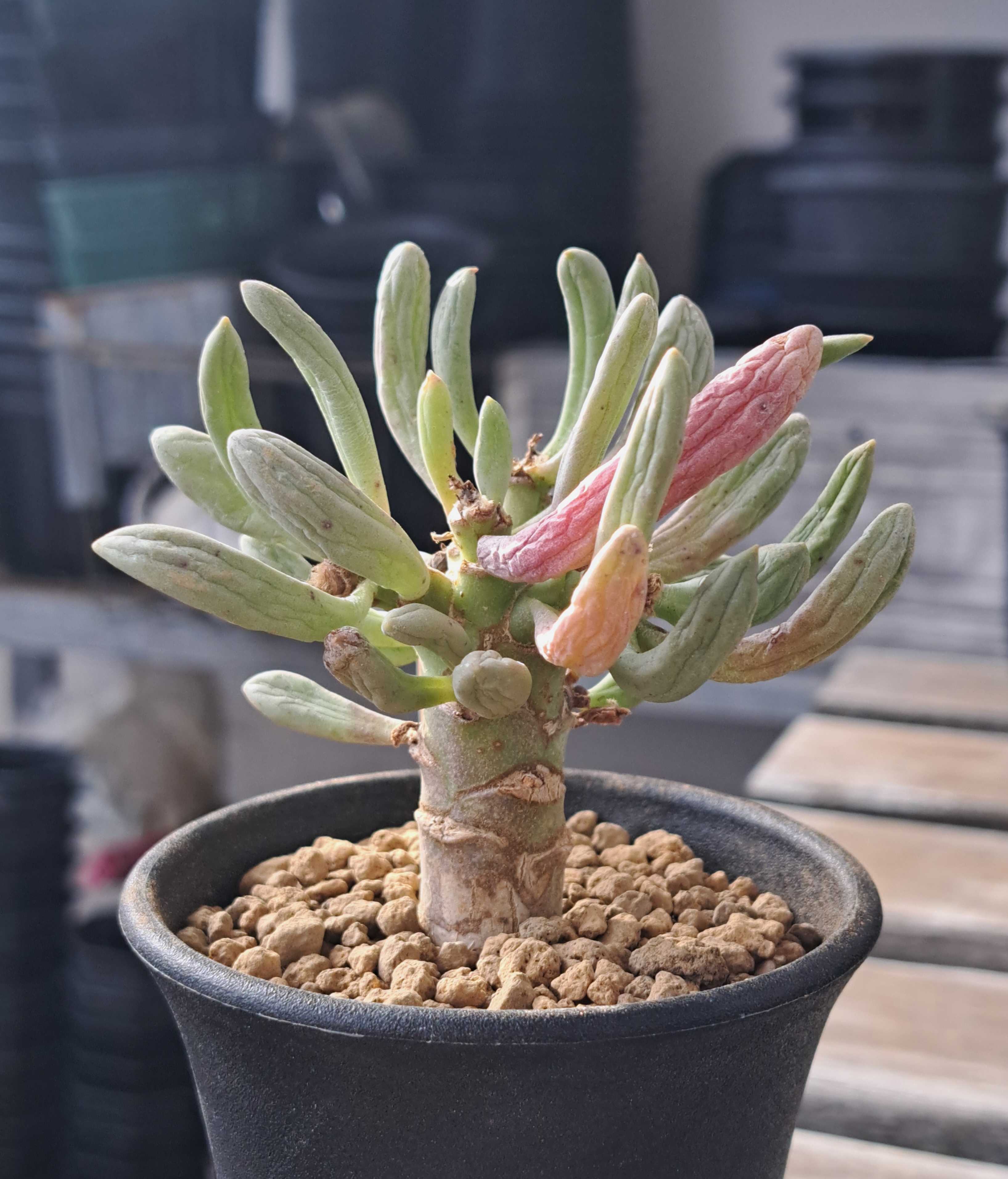 オトンナ・クラビフォリアを植え替える | デルオの多肉日記 - 楽天ブログ