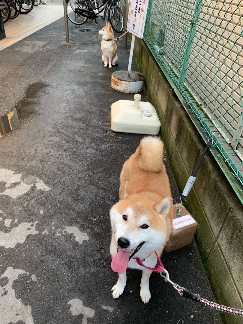 2ページ目の 同居の犬 鳥 ロボット 負け犬のヨーガなエコライフ 楽天ブログ