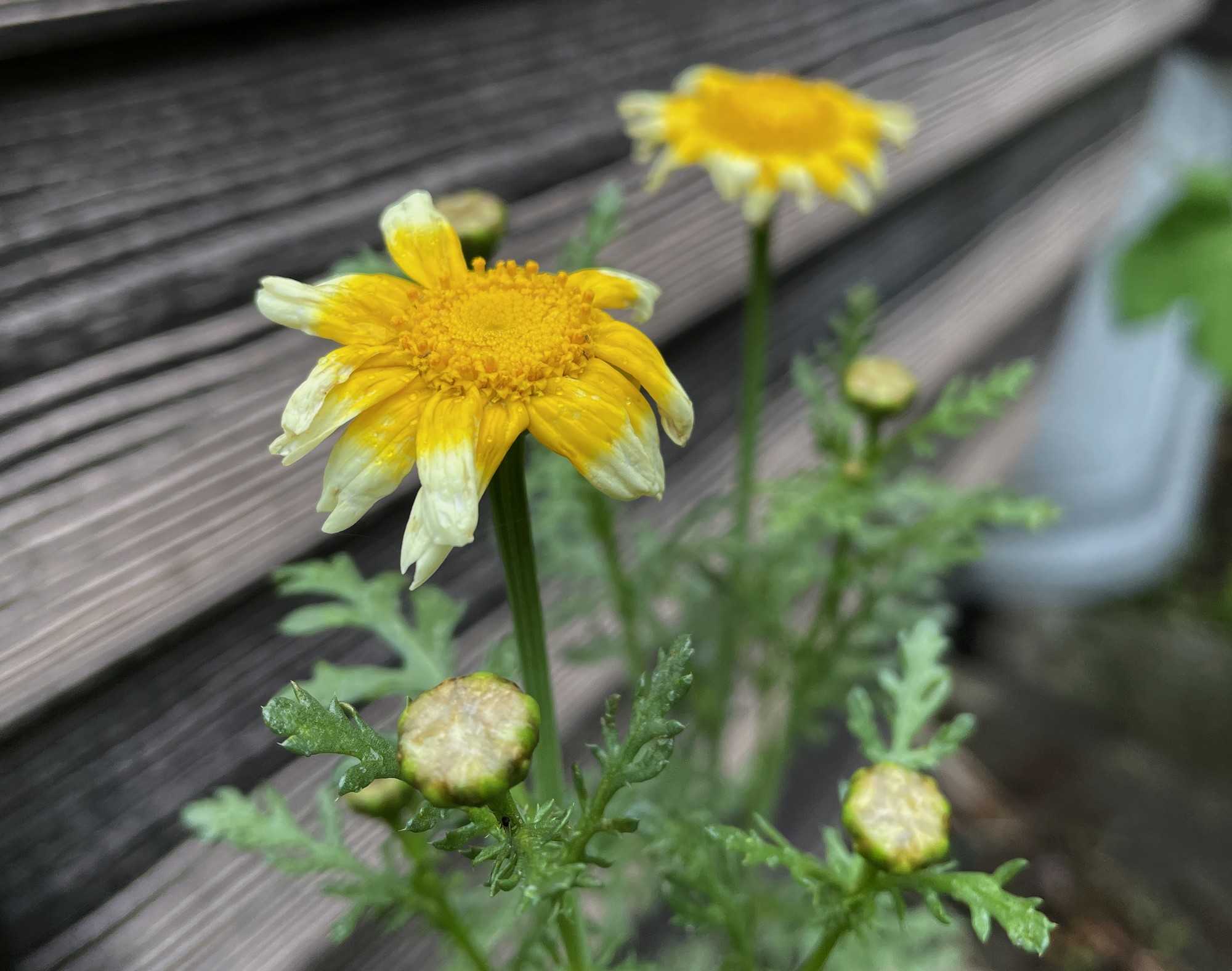 春菊の花 ｋ爺の日々是好日 楽天ブログ