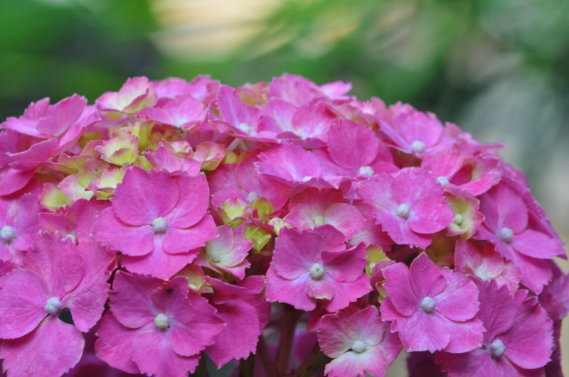 Ｉ・紫陽花.jpg