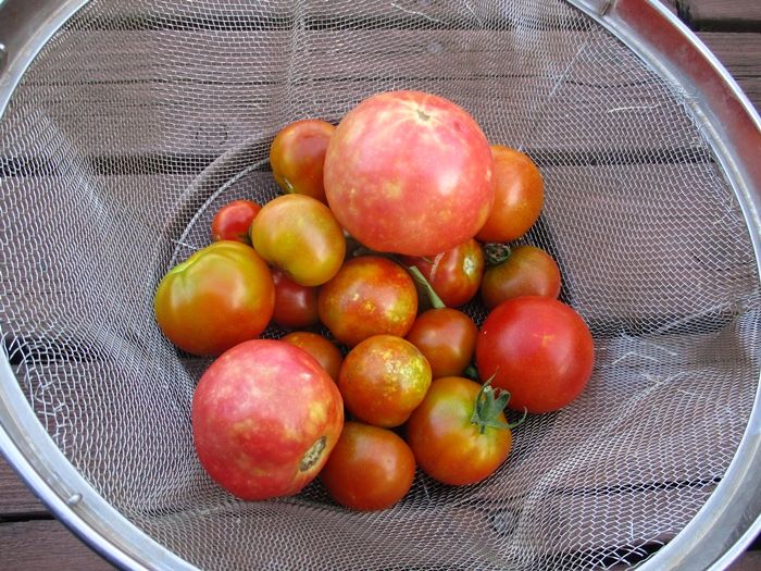 トウモロコシ初収穫です トマトにまだら模様ができました 幸せの積み木 楽天ブログ