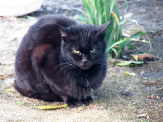 我が家のニャンコ♪2016/1/31-02