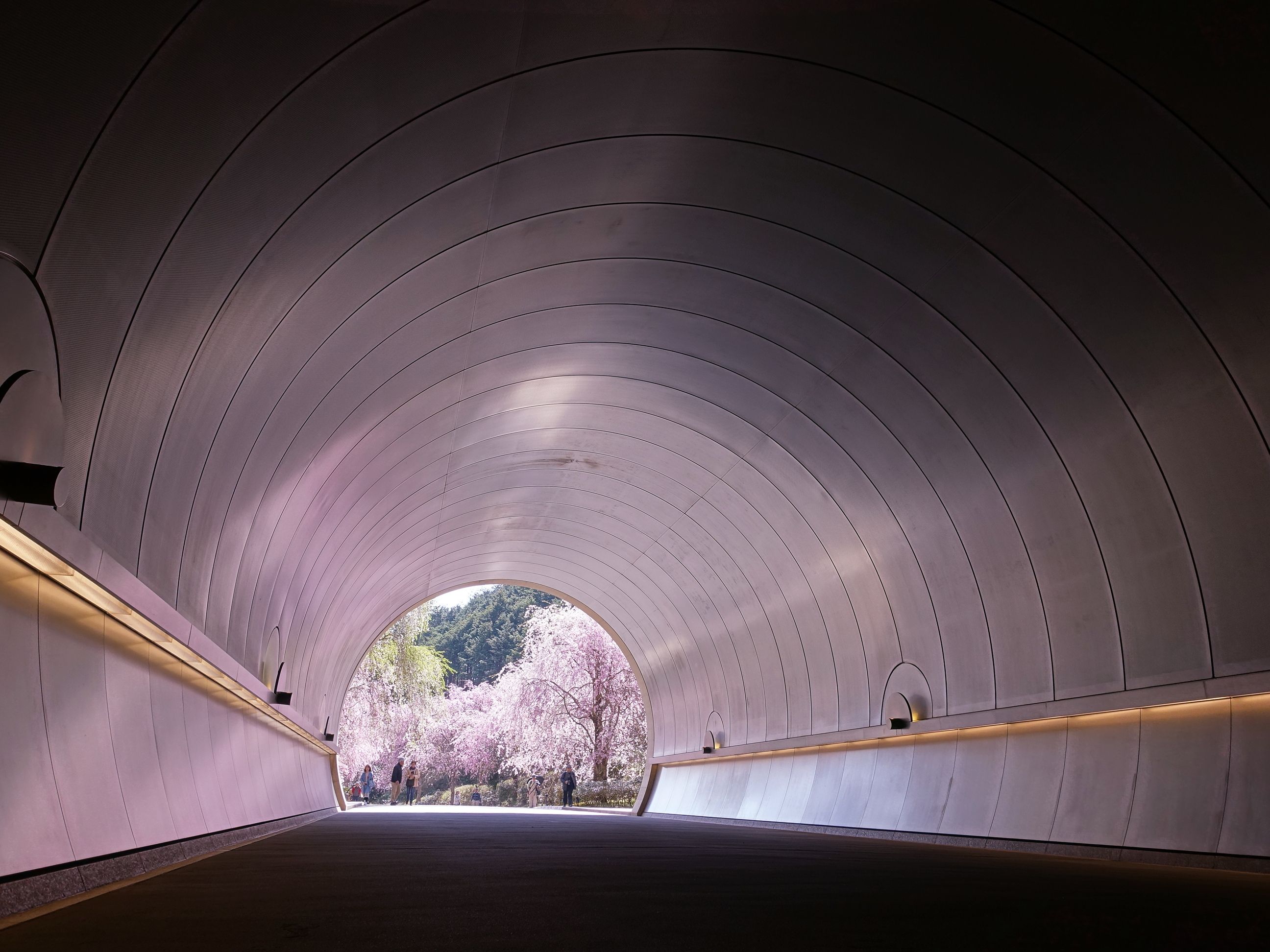 まるでオーロラ ミホミュージアムの桜 トンネル 奥様はネットショッピングがお好き 楽天ブログ