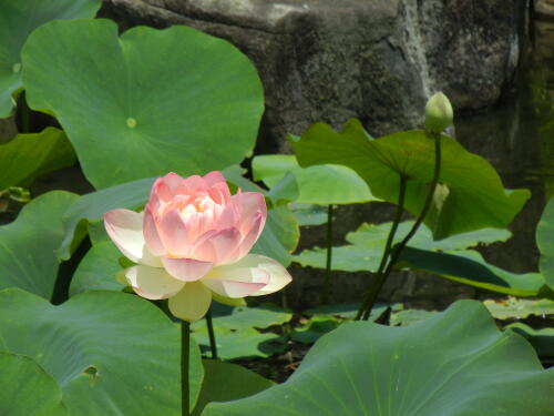 馬場花木園にて