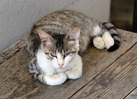 我が家のニャンコ♪2014/06/17-2