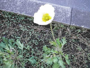 new_P1192903ポピー白.jpg