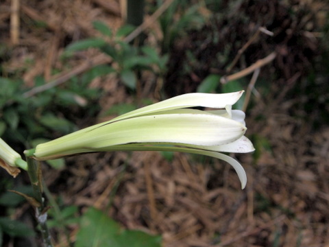 ウバユリの花・横顔