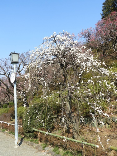 池上梅園