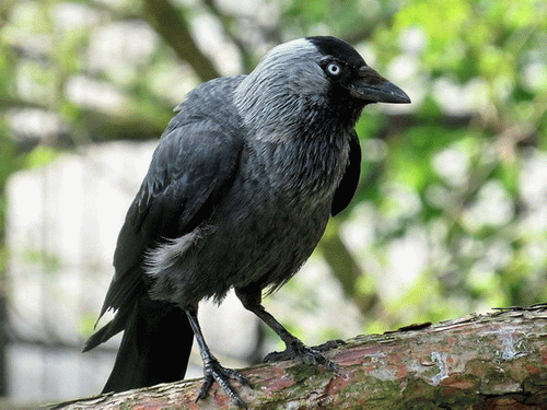 悪相の鳥の正面顔はやはり悪相かな ポーランドからの写真 楽天ブログ