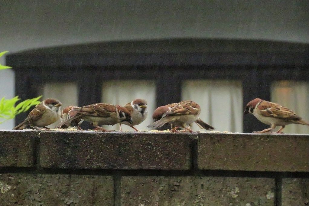 餌場に来るスズメ達 雨の中の子育て 大分金太郎の花鳥蝶月 楽天ブログ