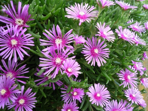 P1150232 (500x376).jpg