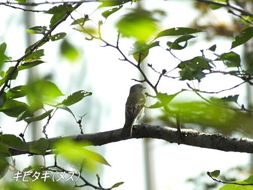 洗足池にて