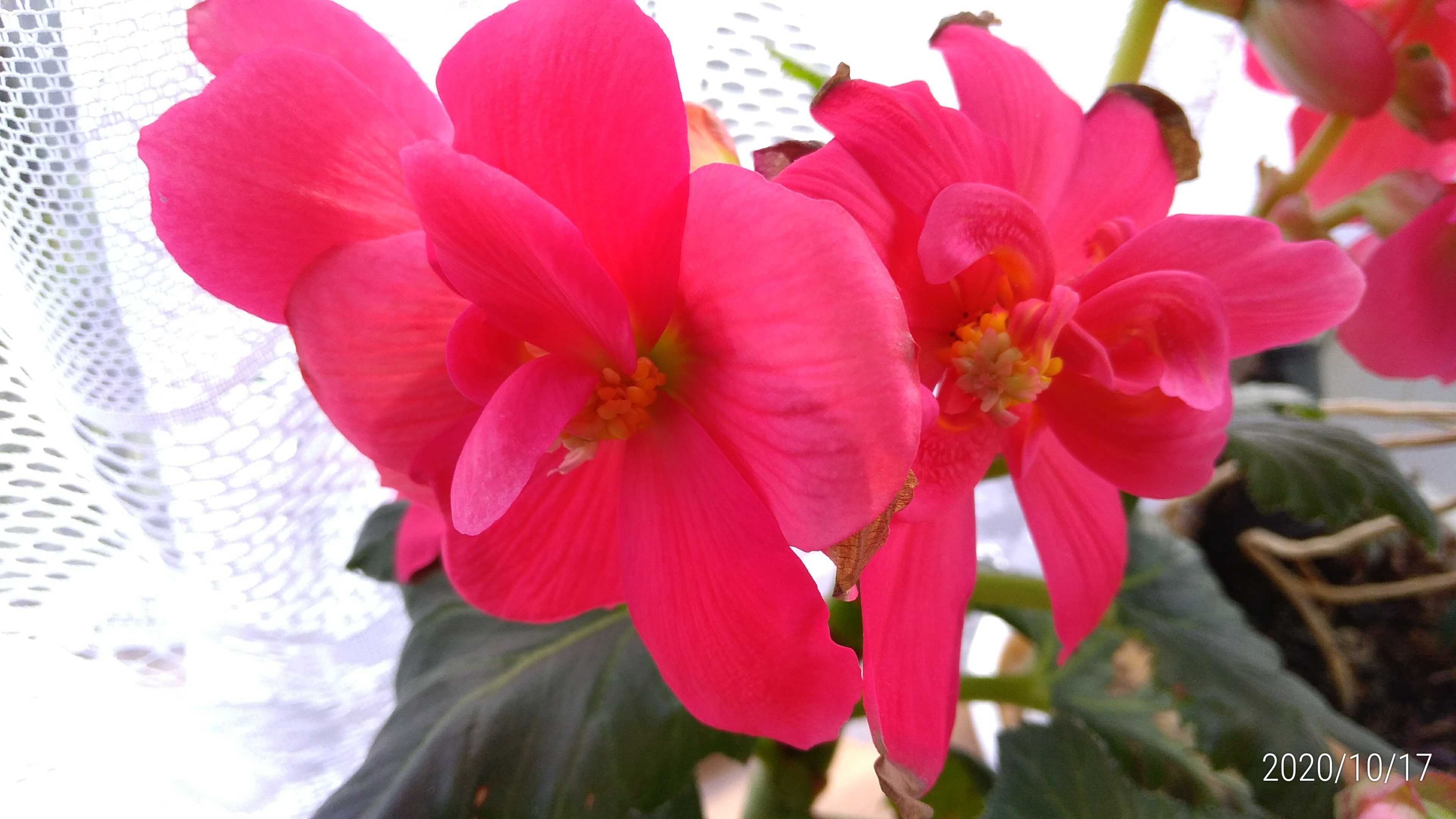 ３年目の球根ベゴニア 花に癒されて 楽天ブログ