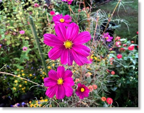 庭のコスモス 末摘む花の雑記帳 楽天ブログ