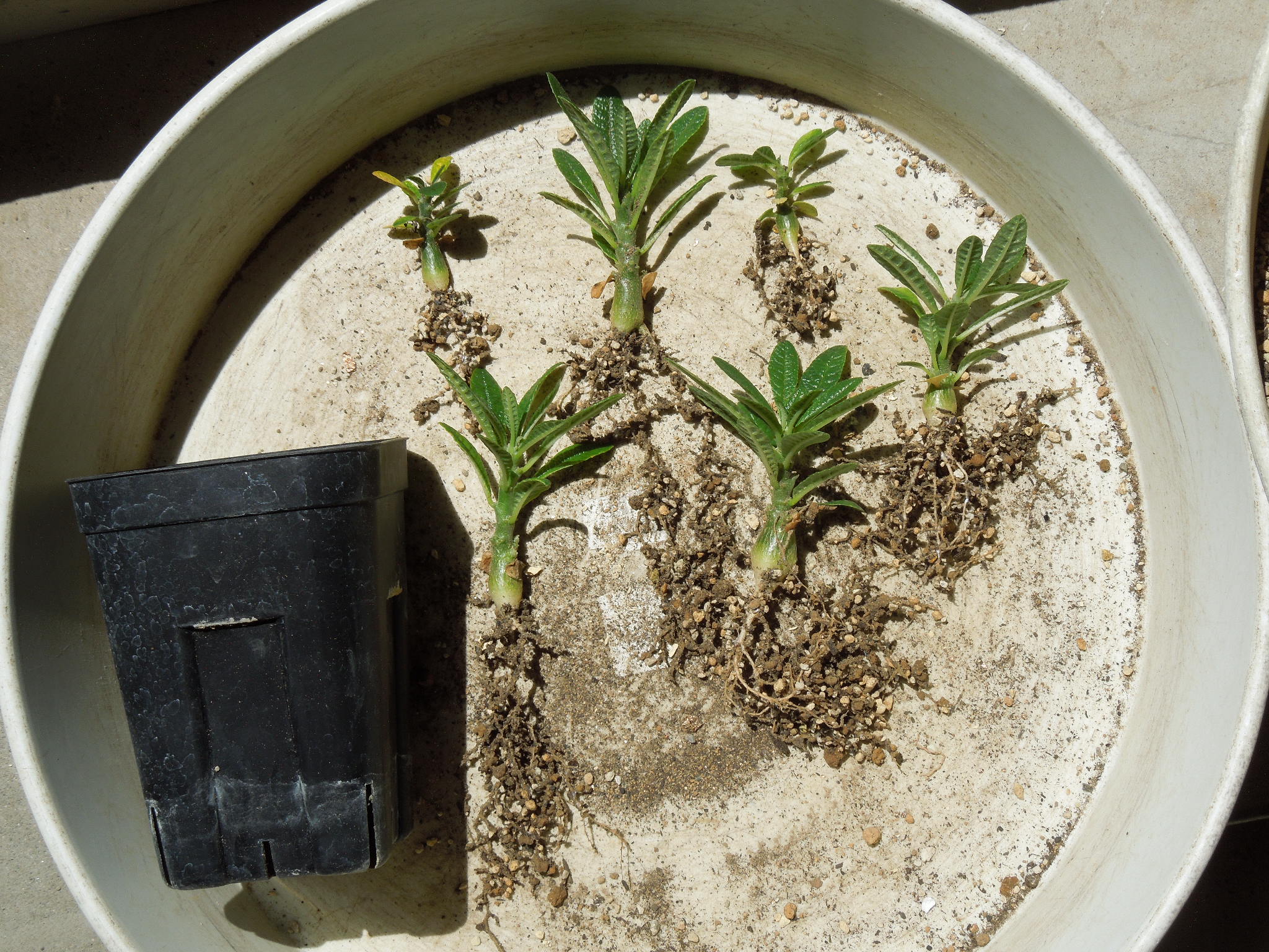 ドルステニア・ギガス(Dorstenia gigas)～実生苗の植え替え