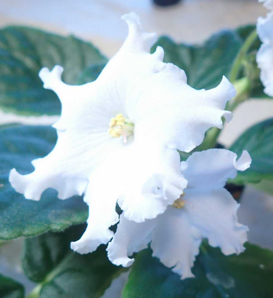 新着記事一覧 Nenttohのブログ セントポーリアの花のご紹介 Site Introduces Africanviolet Saintpaulia 楽天ブログ