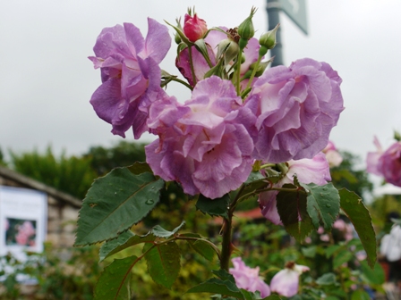 バラブルーフォーユー