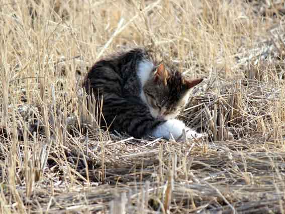 我が家のニャンコ♪2014/02/16-3