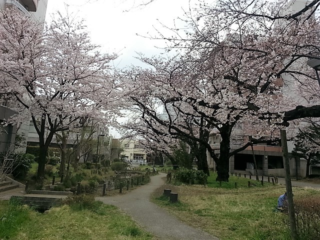 20160401桜1.jpg