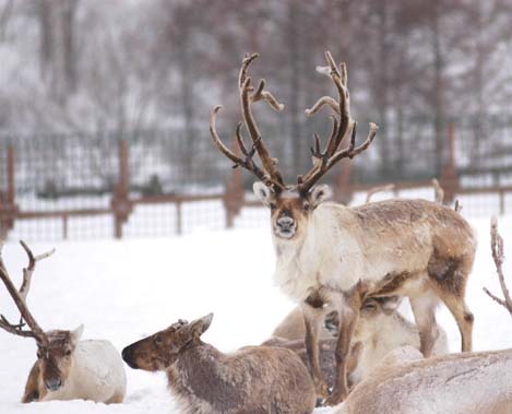 トナカイ