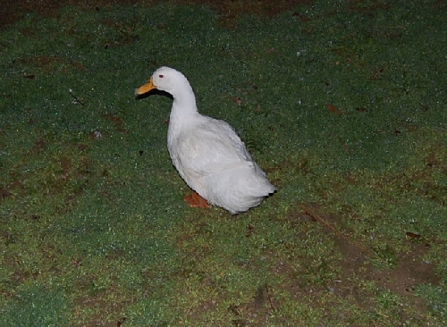 DSC_0117.JPG