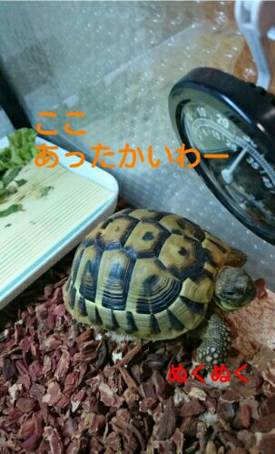 rblog-20151206204543-01.jpg
