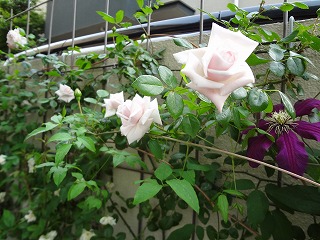 DSC01222.jpg