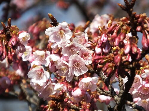 寒桜