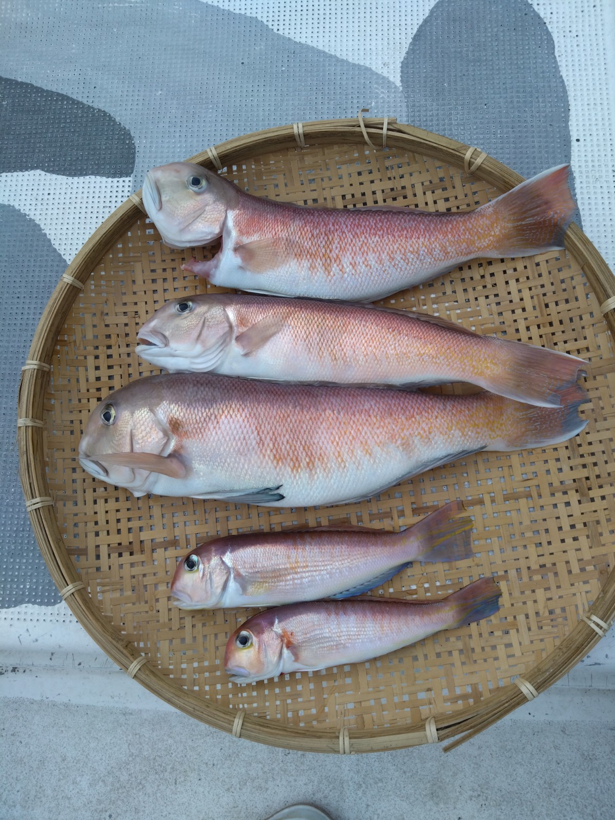 週末の釣果です。 | 鶴丸釣果 - 楽天ブログ