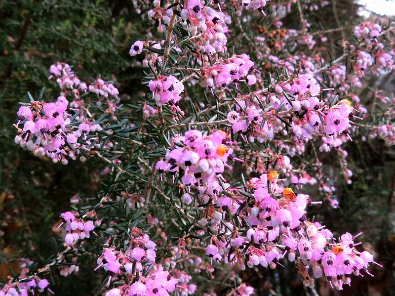 1月5日 1月の花 その1 Gazengamaのブログ 散歩中に出合った花と趣味の陶芸作品 楽天ブログ 1月5日 1月の花 その1 Gazengamaのブログ 散歩中に出合った花と趣味の陶芸作品 楽天ブログ