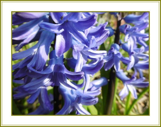 ４月３日 ヒヤシンス跳ねっ返りの髪飾り 花の歳時記 天南星の魅力 山野草 楽天ブログ