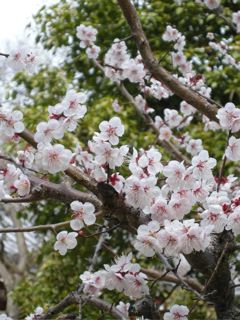 京都旅行12