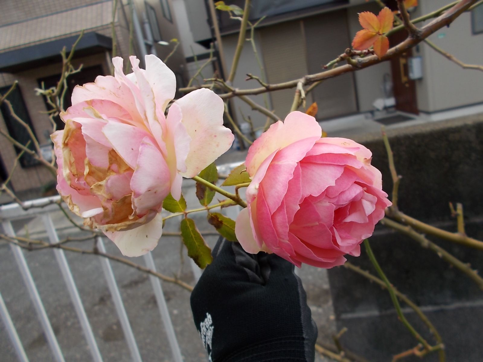 やっと誘引開始 最初はピエール ドゥ ロンサールです バラを咲かせることが好き 楽天ブログ