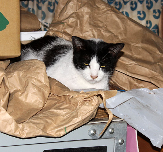 我が家のニャンコ♪2014/06/24-3