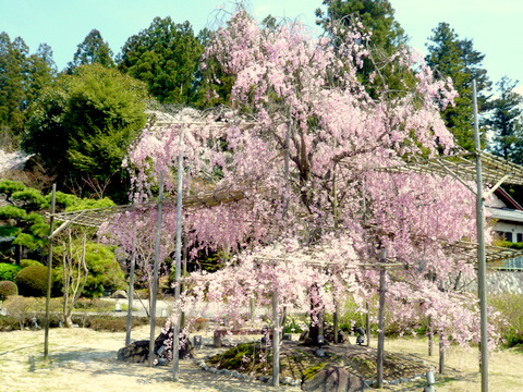 頑固の枝垂桜2012