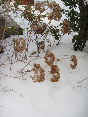 雪の庭２.jpg