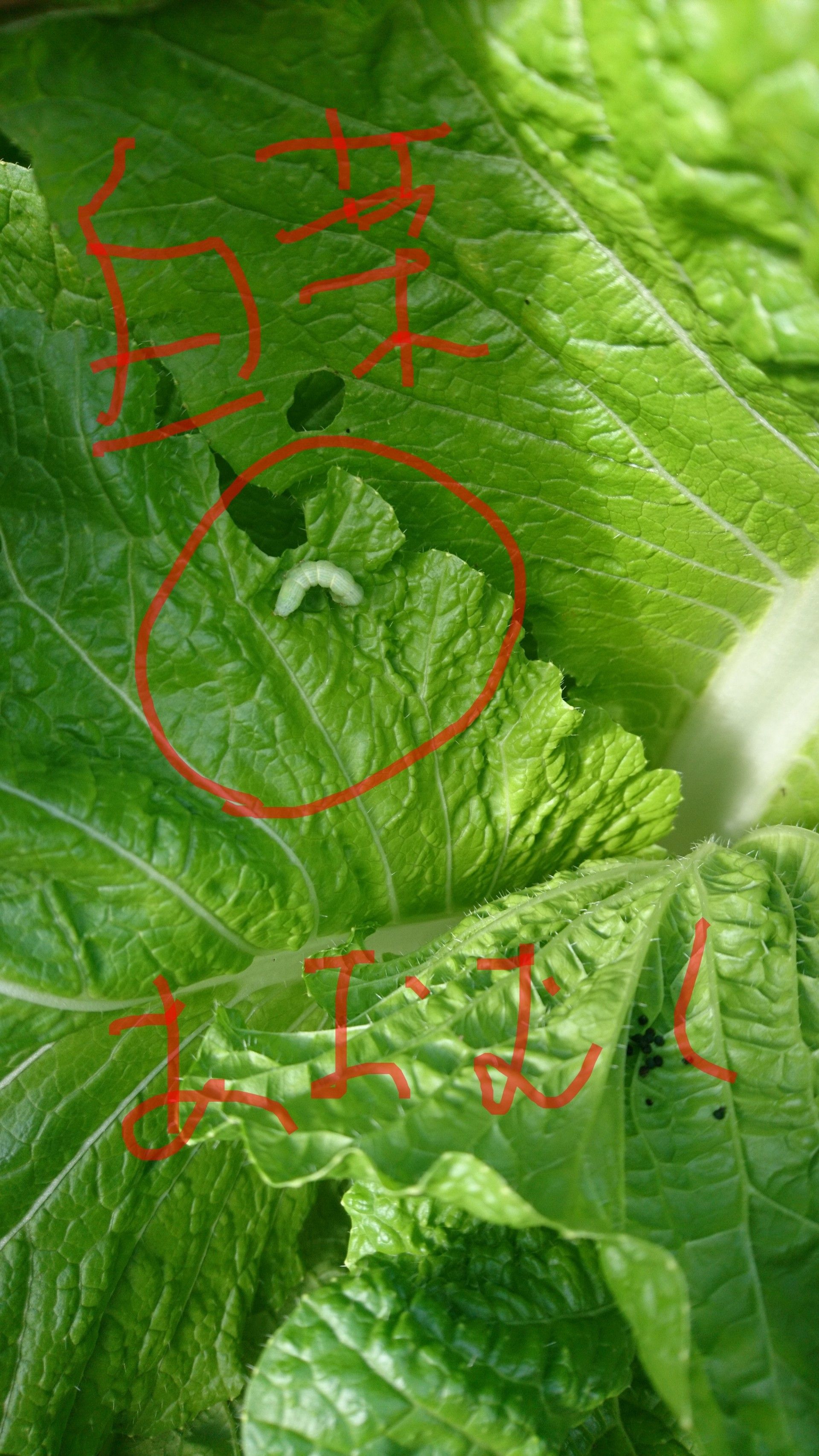 本日もシンクイムシ 青虫退治 白菜に薬を撒く 夕方カブ播種 自然農２年目のブログ 楽天ブログ