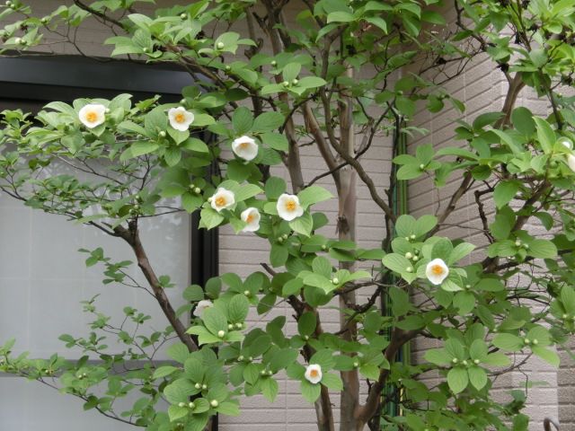 今日は思いがけず晴れたのでシャラの花もよく咲いています いしけいからの穏やかな日常と伝えたい思い 楽天ブログ