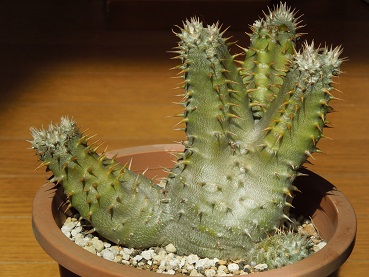 デンシフローラム3-16-2