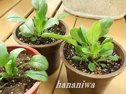 葉が増えた勿忘草１２０４０２.JPG