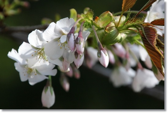 樹木公園-4 駿河台匂 15.4.22