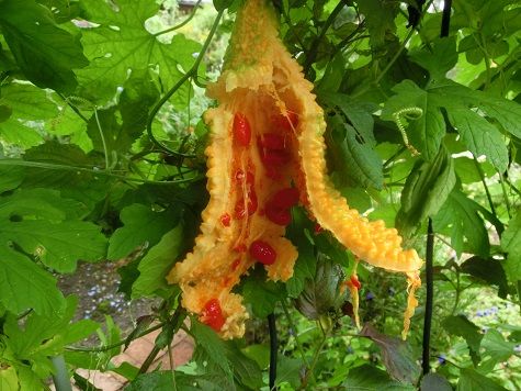 アフリカンマリーゴールド ゴーヤの真っ赤な種 静かな時が流れる 風の庭 楽天ブログ