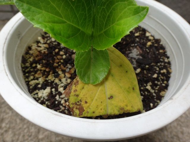 梅花アジサイの挿し木 頂芽優勢  週末の庭いじり - 楽天ブログ