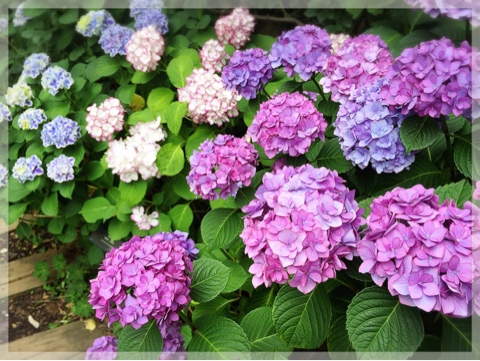 横浜イングリッシュガーデンの紫陽花