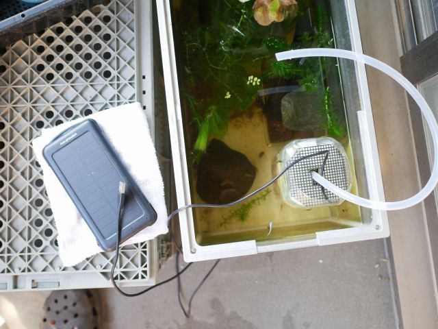 水中ポンプとペットボトルで水槽の濾過装置を自作する Verandism べらんでぃずむ ベランダ菜園とか 楽天ブログ