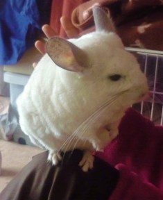 チンチラ の記事一覧 チンチラのいた部屋 その後 楽天ブログ