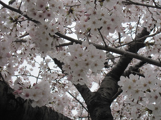sakura4