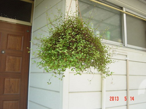DSC01092.JPG