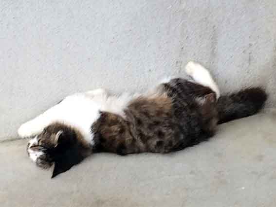 我が家のニャンコ♪2015/11/21-2